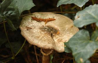 Sweet Lil Casita Puget Sound Hideaway - Photo 24