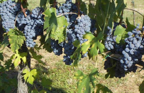 Agriturismo Circugnano - Foto 31