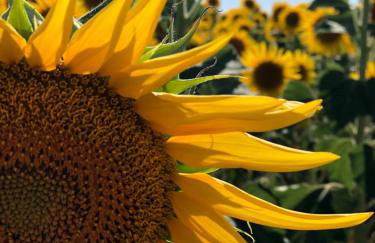 Residence Lucignano - Foto 12