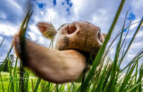 Fewo "Alpenliebe" im Haus Fritz, 3 Schlafzimmer, E-Auto-Ladestation, Eisenbach, Titisee - Foto 35