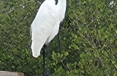 Sarasota Charm - Photo 40