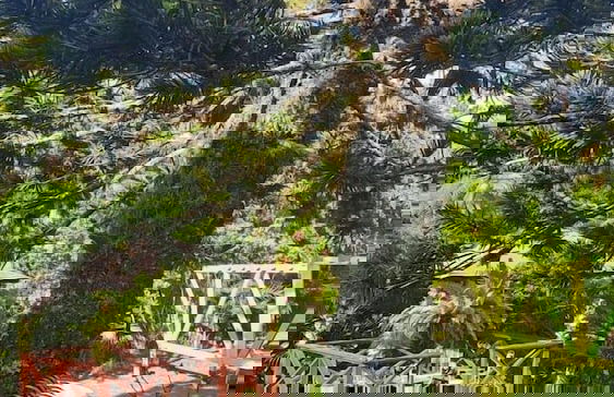 Rancho Fernandez - Photo 28