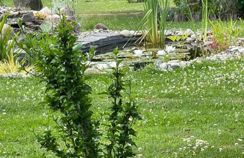 Pension Hugo - Foto 56