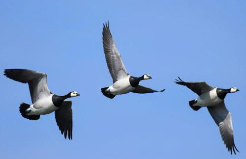 Deichkoje12 Deck 1 EG direkt am Eiderdeich nur 7 km bis zur Nordsee und 20 Min bis Sankt Peter Ording - Foto 24