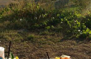 La Mimosa - Photo 33