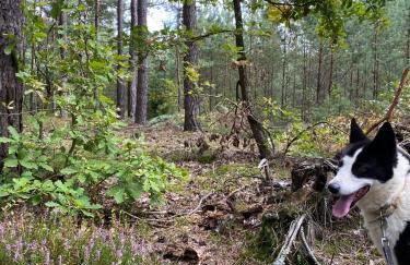 Dom Przy Lesie Zielonowo - Foto 20