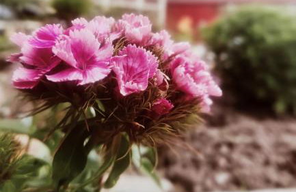 The Home House - Photo 15