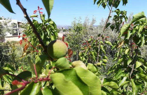 Πέτρα, Ελιά και Λεβάντα - Foto 62
