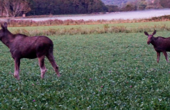 4 Person Holiday Home in Hallevadsholm-by Traum - Foto 11