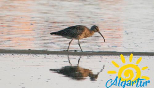 Pegada By Algartur - Photo 3