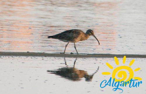 Pegada By Algartur - Foto 3