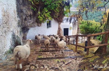 El Pinsapo Casa Rural - Foto 39