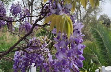 Gîtes chez Daniel "Provence" - Foto 27