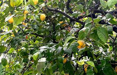 Villa Sargheruoli - Foto 56