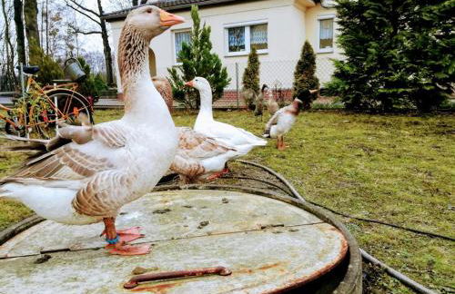 Helenes Ferienwohnung auf dem Bauernhof - Lausitzer Seenland - Foto 25