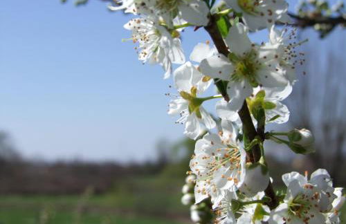 Agriturismo L'Acero Rosso - Foto 71
