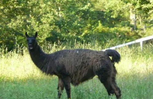 Les Chalets de Pierretoun - Foto 21