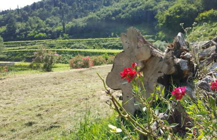 La casetta di Chiara - Photo 11