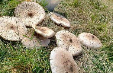 Agroturystyka Magnolia - Foto 44