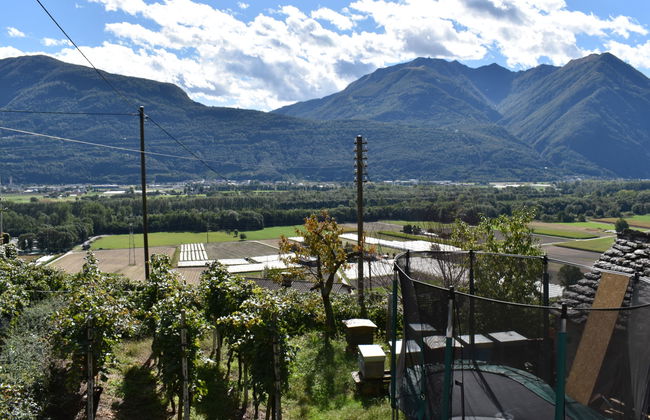 Bertino 1892 - Foto 9