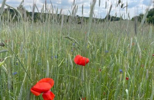 Okno na Jurę - Foto 43