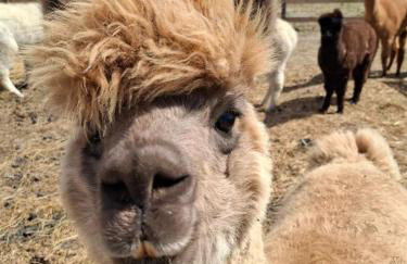 Family friendly house with a parking space Andrijasevci, Slavonija - 24939 - Foto 8