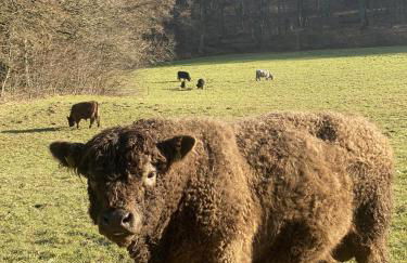 Gästehaus Jolie Losheim am See - Foto 54