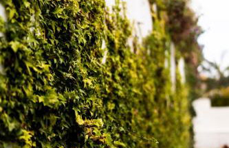 Villa Laurisilva - Foto 19