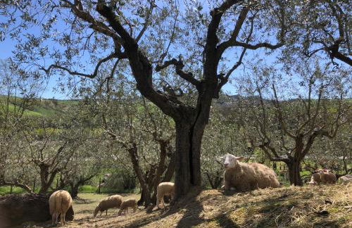 Agriturismo Ca' Belluccio - Foto 46