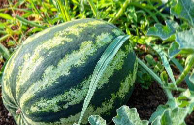 La Noce di Creta - Photo 60