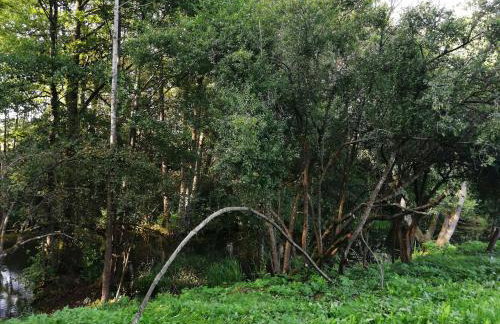 Mazurska Knieja - Foto 45