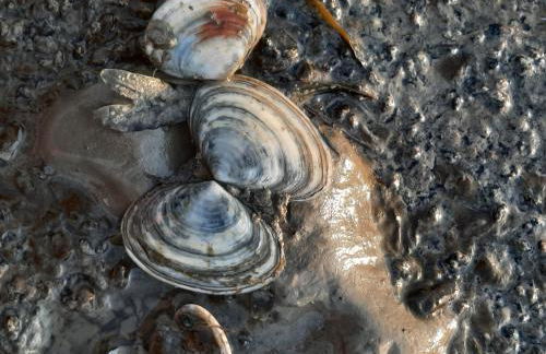 Ferienhaus Grietjes Huus - Photo 8