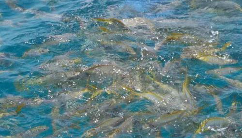 Waterfront Haven House with Boat Basin & Ramp - Foto 5