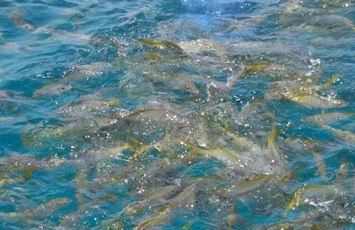 Waterfront Anchor House with Boat Basin & Ramp - Foto 5