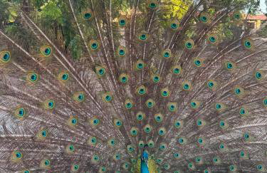 Hotel Fazenda Alta Vista - Photo 61