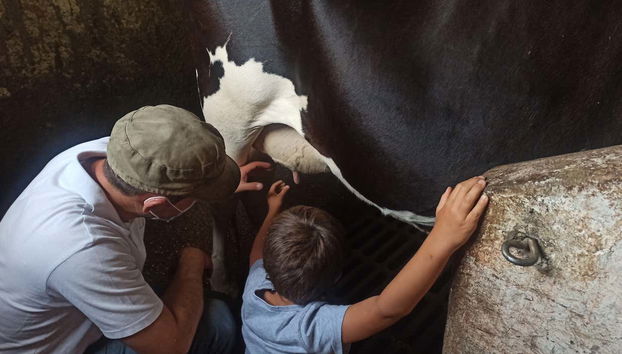 Visita a una granja de vacas lecheras - Photo 5