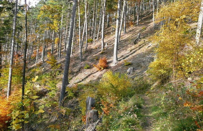 Natur-blockhaus in Waltershausen - Foto 34