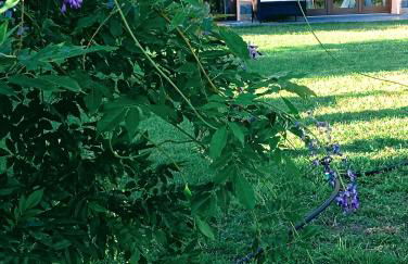 Poggio Capriolo - Foto 12