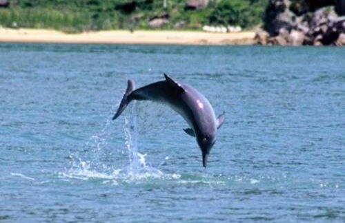 Apartamento Novinho na Praia de Palmas em Gov Celso Ramos - Photo 41
