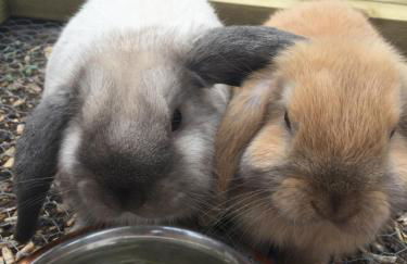 Willow Court Farm Studio South & Petting Farm, 8 mins from Legoland & Windsor, 15 mins from Lapland UK - Foto 104