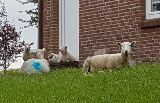 Haus Hemenswarft - Foto 66