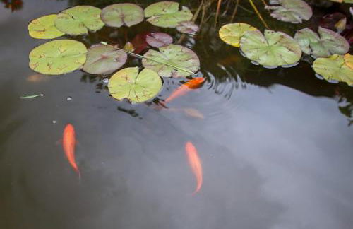 Baita Agaz - Foto 10