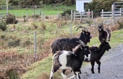 Gorse Gorgeous Glamping Hideaway - Foto 25