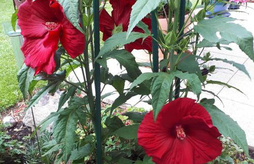 Ferienwohnungen Burgenmeister - Foto 6