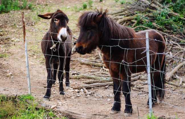 Agriturismo Camisadu - Foto 15