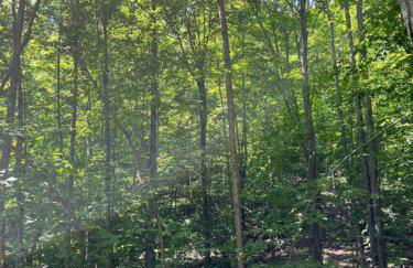 Cabin in Maine Woods-The Bogey - Foto 14