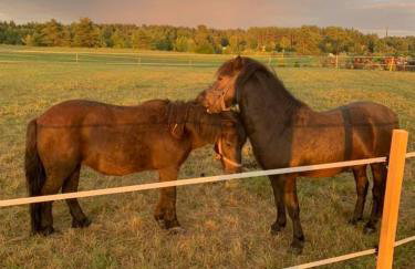 Mazurski dom Brejdyny Sauna i Bania - Foto 61