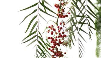 Agriturismo Pepe Rosa - Foto 2