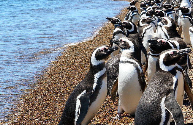 Estancia San Lorenzo Trip & Whale Watching - Foto 1