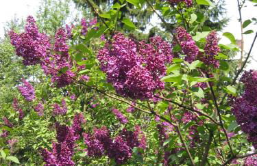 Agriturismo la Chiocciola - Foto 27